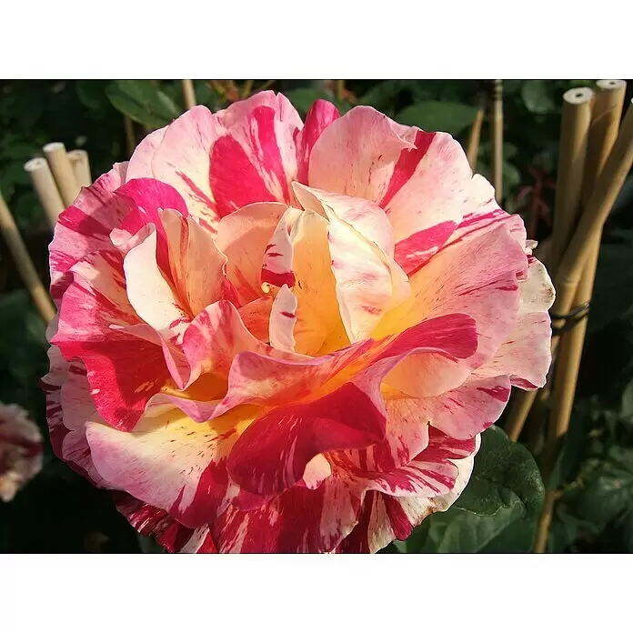 Beetrose - Rosa 'Maurice Utrillo' ®, Rot/Weiß/Gelb gestreift - Lebendige, panaschierte Rose mit gestreiften rosa, weißen und gelben Blütenblättern. Bambusstützen im Garten.