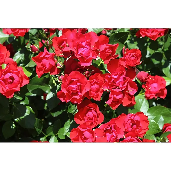 Beetrose - Rosa 'Black Forest Rose' ®, Rot - Nahaufnahme leuchtend roter Rosenblüten und Knospen im grünen Laub, die die Schönheit und Lebendigkeit des Gartens hervorheben.