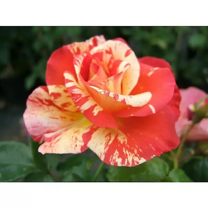 Beetrose - Rosa 'Alfred Sisley' ®, Rosa/Orangene gestreift - Nahaufnahme einer blühenden Rose mit rot-gelb geflammten Blütenblättern.