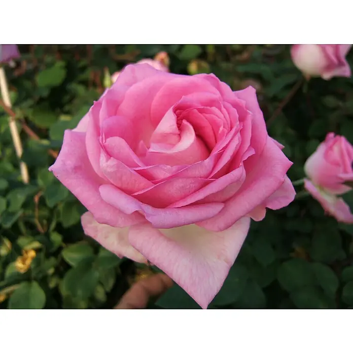 Edelrose - Rosa 'Beverly' ®, Zartrosa - Nahaufnahme einer wunderschönen, pinkfarbenen Rose mit sanften Blütenblättern und einem Hauch von Grün im Hintergrund.