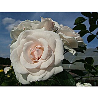 Bodendeckerrose (Rosa 'Aspirin-Rose'  -R-, Weiß bis leicht rosa)
