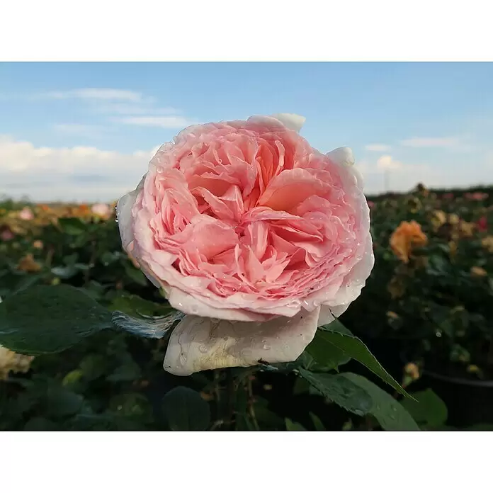Beetrose - Rosa 'Märchenzauber' ® ADR, Rosa - Eine leuchtend rosa Rose mit Wassertropfen auf den Blütenblättern, blühend in einem Garten unter blauem Himmel.