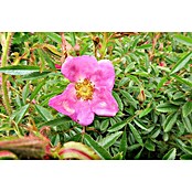 Strauchrose (Rosa nitida, Topfvolumen: 4,5 l) | BAUHAUS