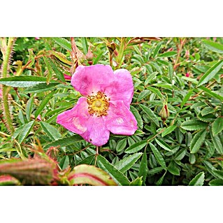 Strauchrose (Rosa nitida, Topfvolumen: 4,5 l)