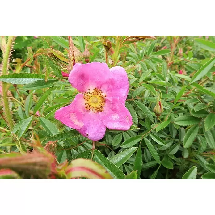 Strauchrose - Rosa nitida, Topfvolumen: 4,5 l - Eine leuchtend pinke Rosenblüte mit gelber Mitte, umgeben von grünen Blättern und dornigen Stielen, in voller Blüte.