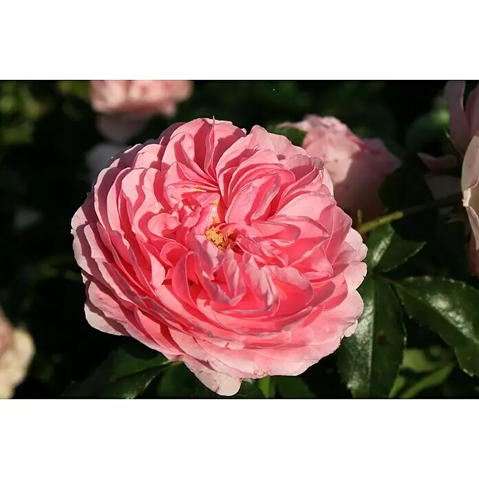 Bodendeckerrose - Rosa 'Larissa' -R- ADR, Topfvolumen: 4,5 l, Zartrosa - Eine leuchtende, voll erblühte rosa Rose mit sichtbaren gelben Staubgefäßen.