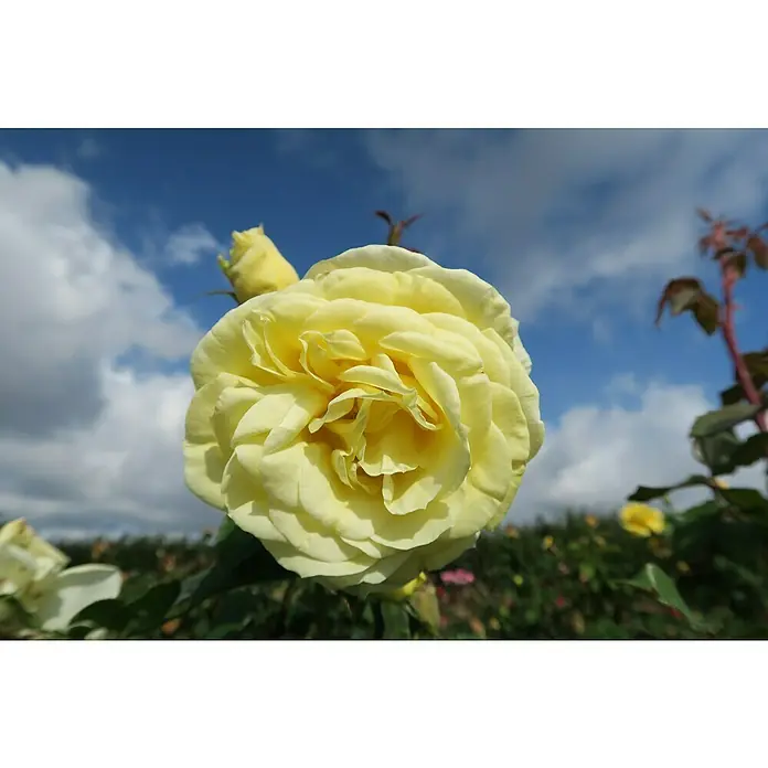 Edelrose - Rosa 'Limona' ® ADR, Gelb - Nahaufnahme einer üppigen, gelben Rose vor einem Hintergrund aus blauem Himmel und sanften Wolken.