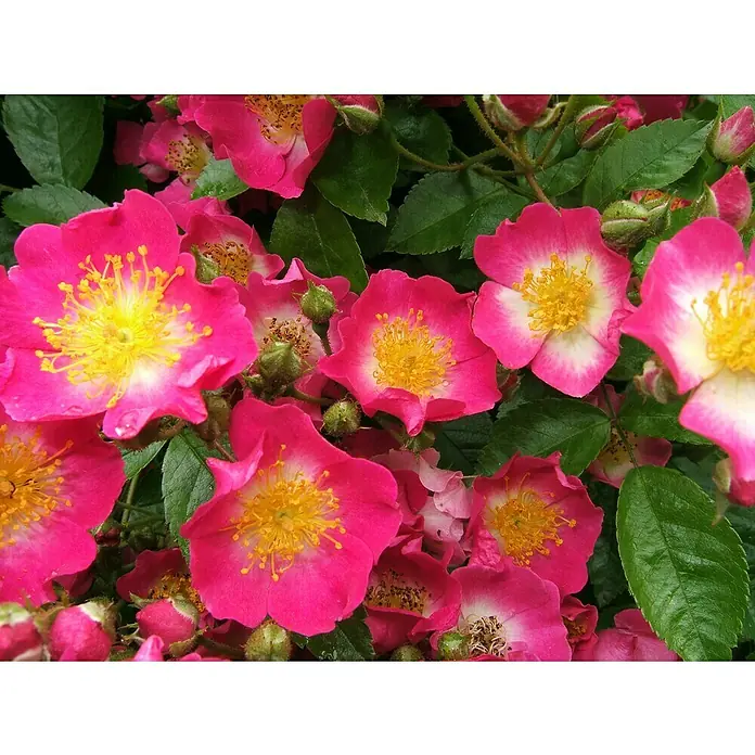 Kletterrose - Rosa 'Maria Lisa', Karminrosaweiß - Nahaufnahme von leuchtend rosa Rosen mit gelben Staubgefäßen und grünen Blättern, die die Schönheit und Lebendigkeit der Natur zeigen.