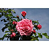 Bodendeckerrose (Rosa 'Palmengarten Frankfurt'  -R-, Topfvolumen: 4,5 l, Kräftig Rosa) | BAUHAUS