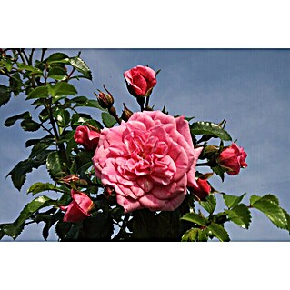 Bodendeckerrose (Rosa 'Palmengarten Frankfurt'  -R-, Topfvolumen: 4,5 l, Kräftig Rosa)