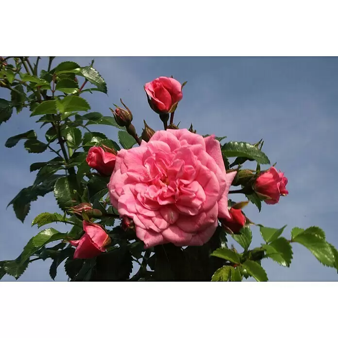 Bodendeckerrose - Rosa 'Palmengarten Frankfurt' -R-, Topfvolumen: 4,5 l, Kräftig Rosa - Nahaufnahme leuchtend pinker Rosen und Knospen an einem grünen Strauch vor blauem Himmel.