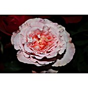 Edelrose (Rosa 'Augusta Luise'  -R-, Champagner-Rosé) | BAUHAUS