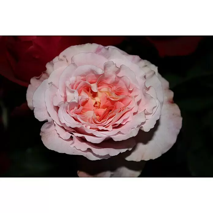 Edelrose - Rosa 'Augusta Luise' ®, Champagner-Rosé - Detailaufnahme