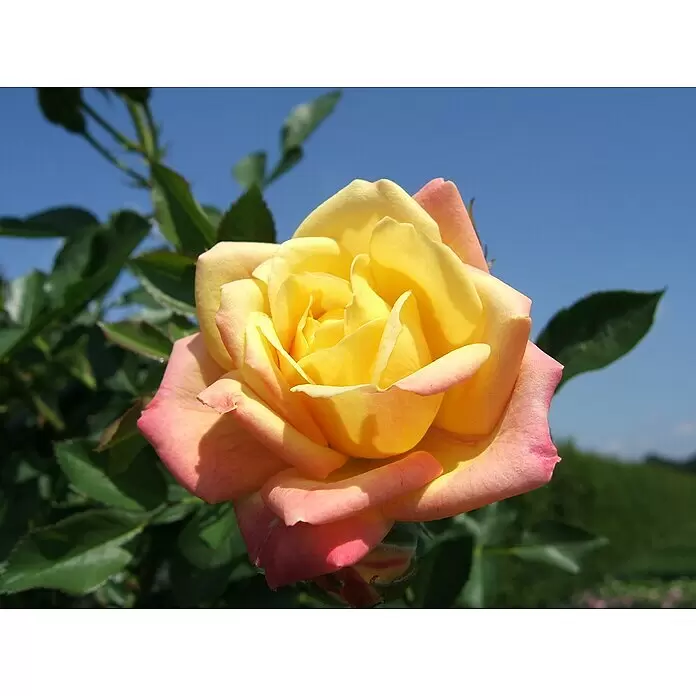 Minirose -  - Eine leuchtend gelbe Rose mit rosa Spitzen in voller Blüte vor blauem Himmel und grünem Laub.