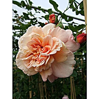 Kletterrose (Rosa 'Aloha'  -R-, Aprikosenfarbig)