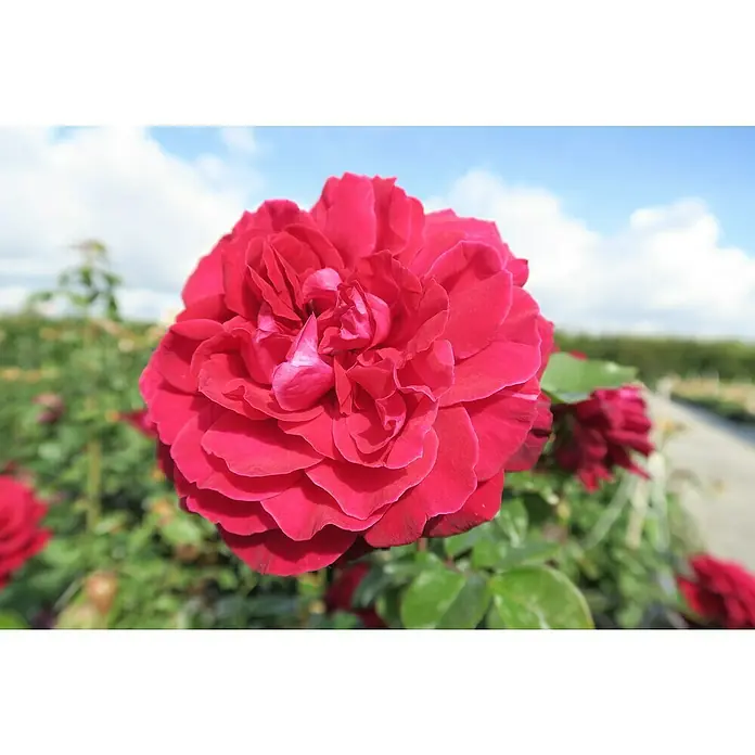 Edelrose - Rosa 'Bellevue' ®, Purpurrot - Nahaufnahme einer üppigen, roten Rose mit samtigen Blütenblättern im Garten. Das lebendige Rot sticht vor dem grünen Hintergrund hervor.