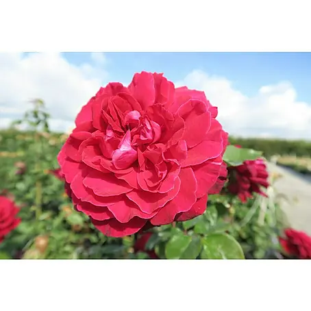 Edelrose