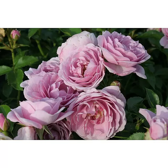 Beetrose - Rosa 'Nautica' ® ADR, Fliederfarben - Blühendes Ensemble lila-rosa Rosen.