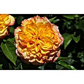 Strauchrose (Rosa 'Henri Delbard', Topfvolumen: 6,5 l, Gelb) | BAUHAUS