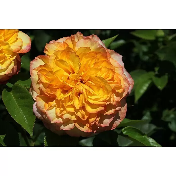 Strauchrose - Rosa 'Henri Delbard', Topfvolumen: 6,5 l, Gelb - Eine leuchtend gelb-orange Rose in voller Blüte, mit gekräuselten Blütenblättern und einem Hauch von Rosa an den Rändern, umgeben von grünen Blättern.