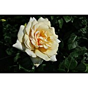 Edelrose (Rosa 'Anastasia', Apricot-Creme) | BAUHAUS