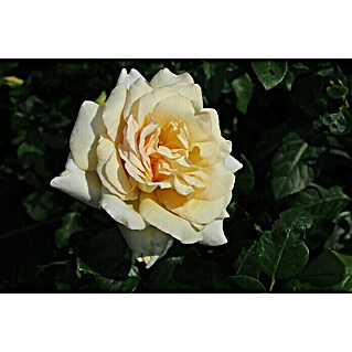 Edelrose (Rosa 'Anastasia', Apricot-Creme)