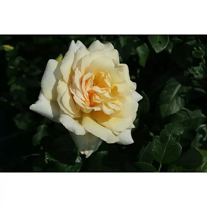 Edelrose - Rosa 'Anastasia' ADR, Apricot-Creme - Detailaufnahme