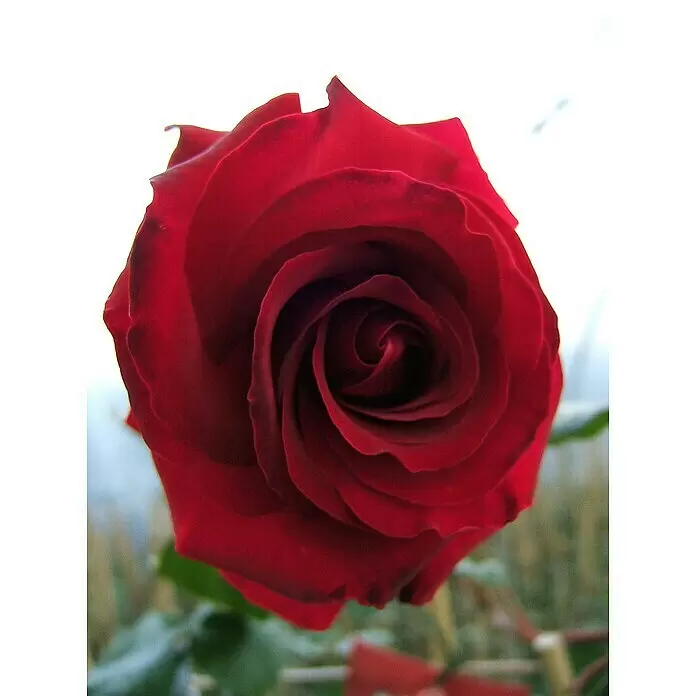 Kletterrose - Rosa 'Messire Delbard' -R-, Dunkelrot - Eine einzelne, tiefrote Rose mit spiralförmig angeordneten Blütenblättern.