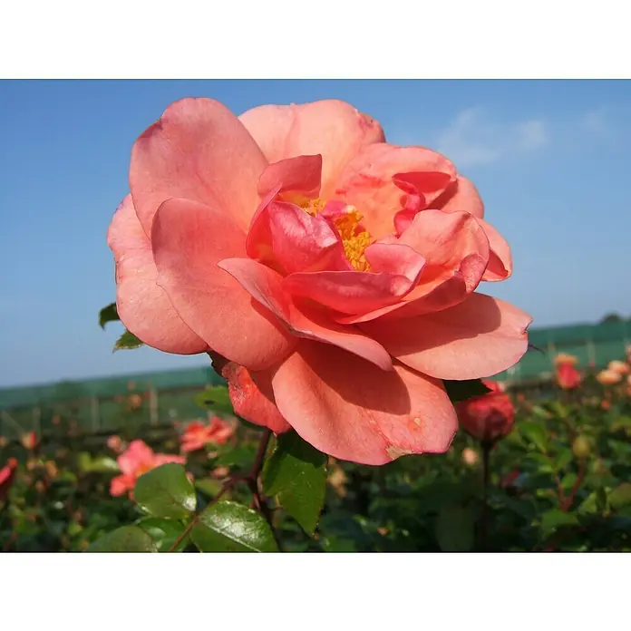 Beetrose - Rosa 'Aprikola' ®, Apricot - Nahaufnahme einer rosa Rose in voller Blüte, die ihre zarten Blütenblätter und leuchtend gelben Staubgefäße zur Schau stellt.