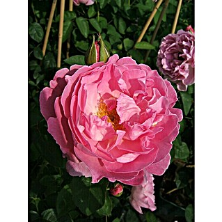 Strauchrose (Rosa 'Mary Rose'  -R-, Topfvolumen: 5,5 l, Rosarot)
