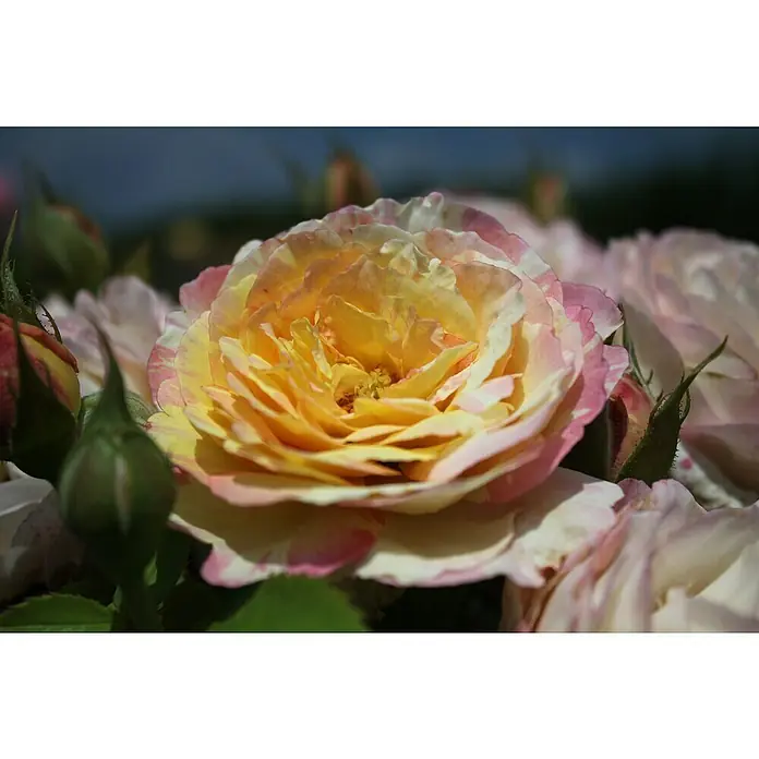 Strauchrose - Rosa 'Marc Chagall' -R-, Topfvolumen: 6,5 l, Rot/Gelb gestreift - Eine Nahaufnahme einer duftenden Rose mit zarten gelben und rosafarbenen Blütenblättern, umgeben von grünen Knospen. Die Blüten sind ein Fest für die Sinne.