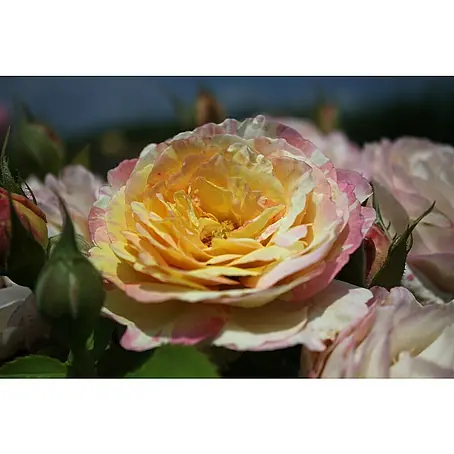Strauchrose
