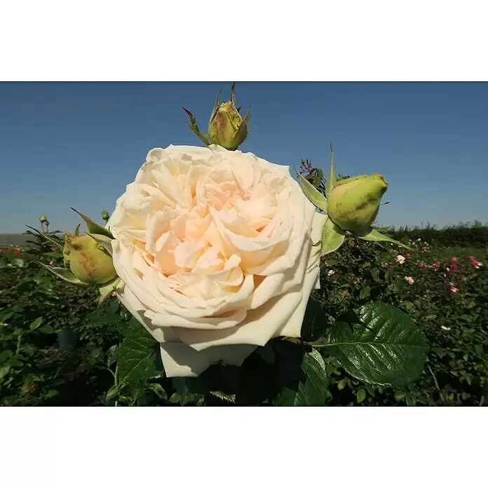 Edelrose - Rosa 'Madame Anisette' ® ADR, Creme-apricot - Große, hellpfirsichfarbene Rose mit grünen Knospen, blühend in einem Garten unter klarem blauem Himmel.