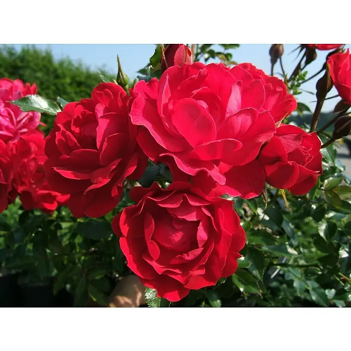 Bodendeckerrose - Rosa 'Limesglut' -R-, Topfvolumen: 4,5 l, Blutrot - Nahaufnahme von leuchtend roten Rosenblüten, die eine üppige und lebendige Szene erzeugen. Die Blütenblätter sind samtig und strahlend.