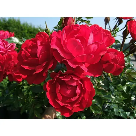 Bodendeckerrose