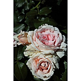 Kletterrose (Rosa 'Giardina', Rosa)