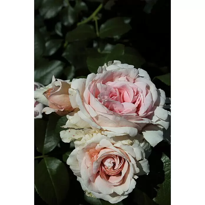 Kletterrose - Rosa 'Giardina', Rosa - Nahaufnahme von schönen rosa-weißen Rosen mit geschichteten Blütenblättern, die in einem Garten blühen.