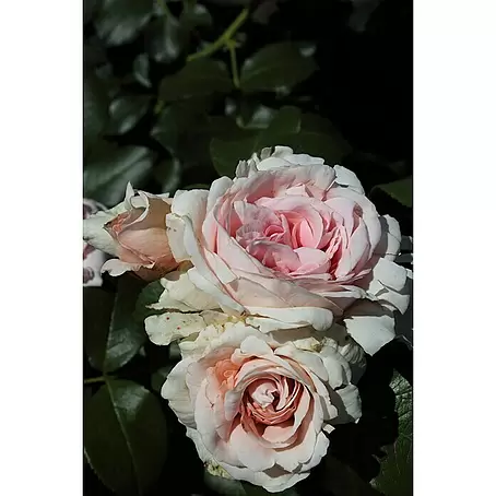 Kletterrose