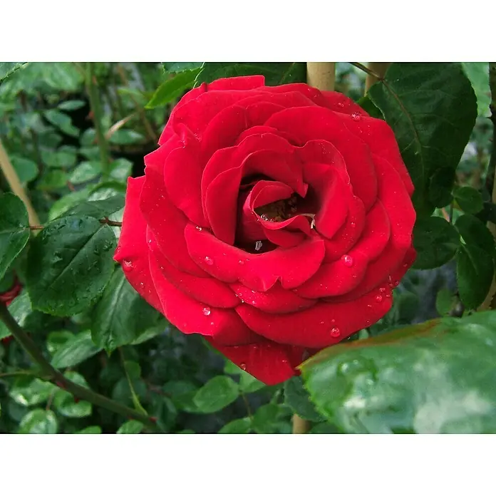 Kletterrose - Rosa 'Santana' -R-, Rot - Nahaufnahme einer roten Rose mit Wassertropfen auf den Blütenblättern, umgeben von grünen Blättern, die die lebendige Farbe der Rose hervorheben.