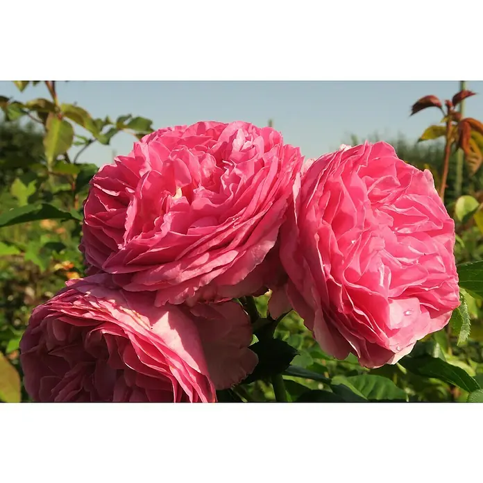 Strauchrose - Rosa 'Renée van Wegberg' -TM-, Topfvolumen: 4,5 l, Rosa - Nahaufnahme von drei üppigen, rosa Rosenblüten mit zarten Blütenblättern, die eine romantische und elegante Ästhetik vermitteln.