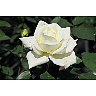 Edelrose (Rosa 'Polarstern'  -R-, Weiß)