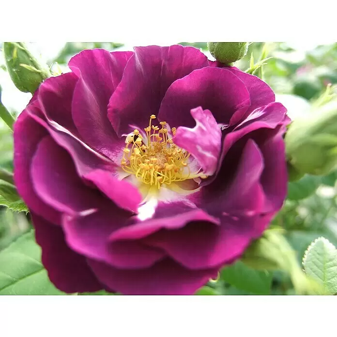 Beetrose - Rosa 'Rhapsody in Blue' ®, Purpurviolett - Nahaufnahme einer tiefvioletten Rose mit gelben Staubgefäßen und grünen Knospen.