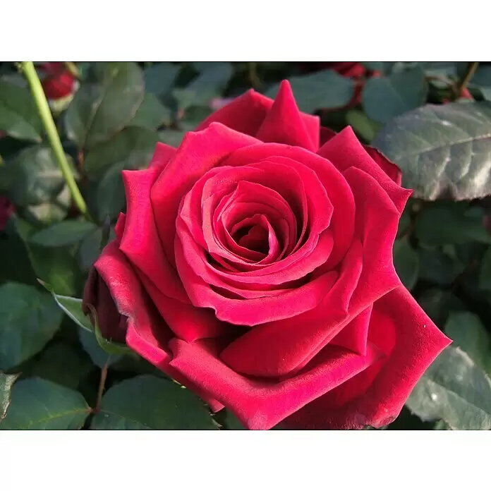 Edelrose - Rosa 'Duftzauber' ®, Dunkelrot - Detailaufnahme