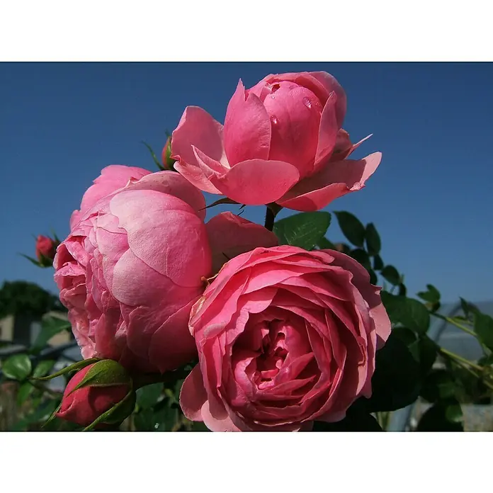 Beetrose - Rosa 'Pomponella' ® ADR, Dunkelrosa - Nahaufnahme von rosa Rosenblüten mit dunklem Blau im Hintergrund, die die Schönheit und Eleganz dieser Blumen hervorhebt.