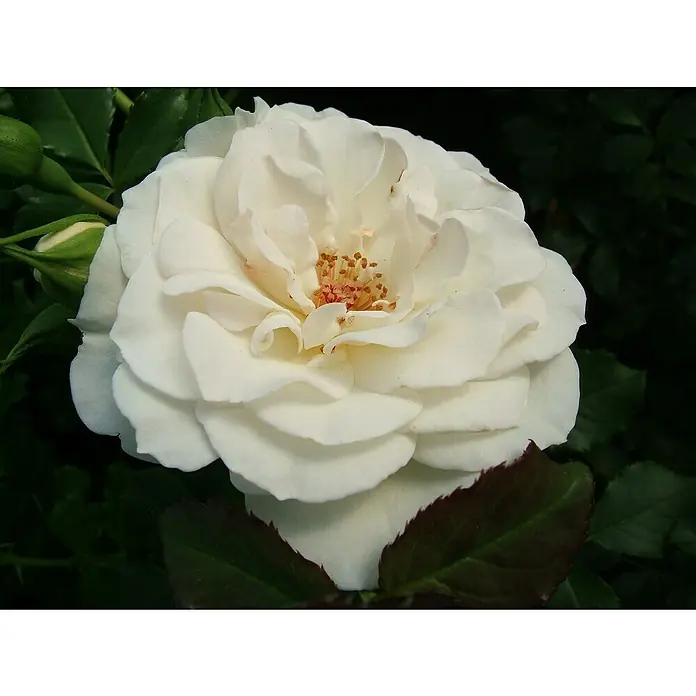 Beetrose - Rosa 'Petticoat' ® ADR, Cremeweiß/Aprikot - Elegante Nahaufnahme einer einzelnen weißen Rose mit zarten Blütenblättern und einem Hauch von Orange in der Mitte.