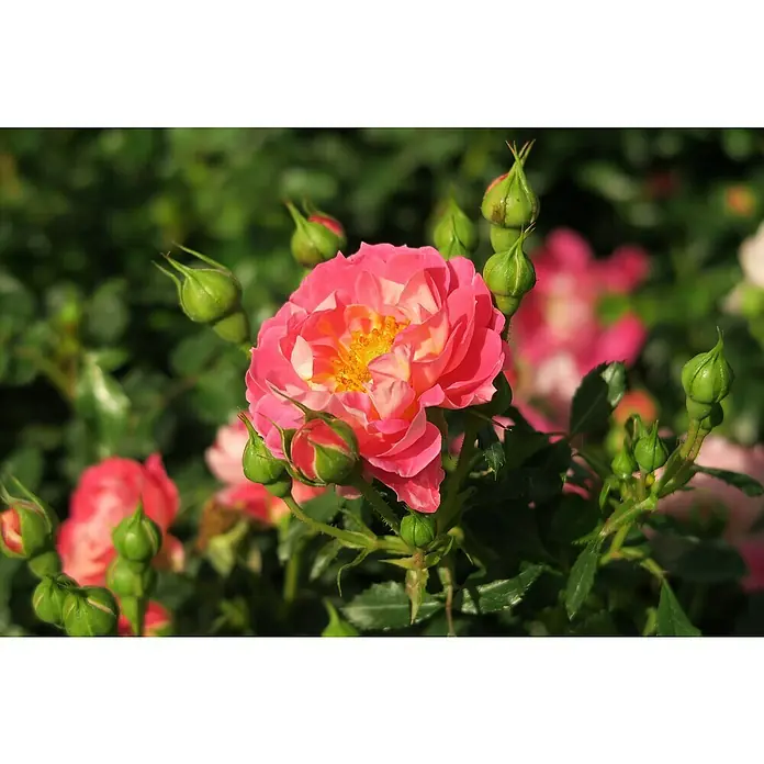 Minirose - Rosa 'Charmant' ®, Rosa - Nahaufnahme einer pinkfarbenen Rose mit gelber Mitte, umgeben von grünen Knospen und Blättern, die die zarte Schönheit der Blüte hervorheben.