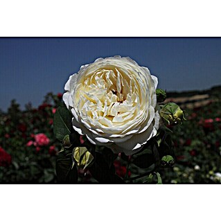 Strauchrose (Rosa 'Claire Austin'  -R-, Topfvolumen: 5,5 l, Weiß)