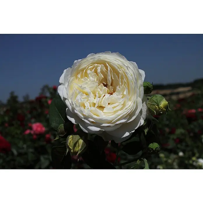 Strauchrose - Rosa 'Claire Austin' -R-, Topfvolumen: 5,5 l, Weiß - Eine wunderschöne, cremefarbene Rose blüht üppig vor einem Hintergrund aus blauem Himmel und weiteren Rosen.