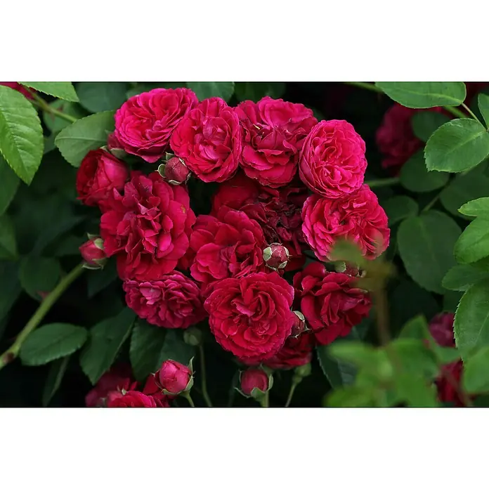 Kletterrose - Rosa 'Chevy Chase', Leuchtend Rot - Nahaufnahme einer üppigen Gruppe dunkelroter Rosenblüten inmitten grüner Blätter. Die Rosen zeigen ihre volle, samtige Pracht.