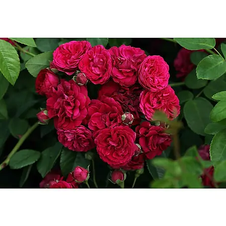 Kletterrose